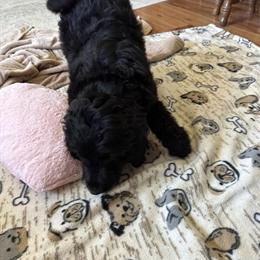 Goldendoodle Puppies Available This Weekend in Williamstown, ky