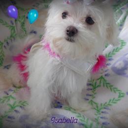 Malshi Puppies Ready for New Homes in Chagrin Falls, oh