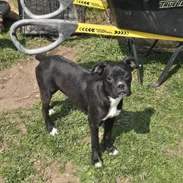 Boxer Puppies Ready for Adoption in McBain, mi