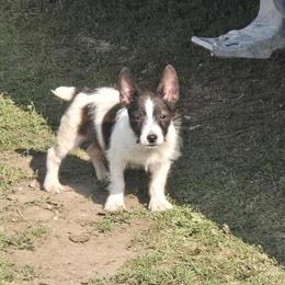 Biewer Terrier / Australian Terrier Cross for Adoption in McBain, mi