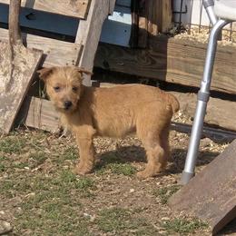 Australian Terrier Puppy - Red Female Ready for Adoption in McBain, mi