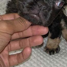 Fluffy French Bulldog Available in Cleveland, oh
