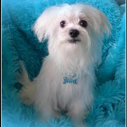 Handsome Purebred Male Maltese Puppy 'Oakley' Ready for His New Home in Chagrin Falls, oh