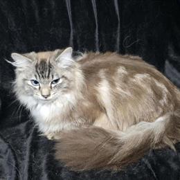 Ragdoll Cat with Full Breeding Rights Available Now in Auburn, in