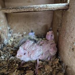 Baby White Cockatiel for Sale in Hialeah, fl