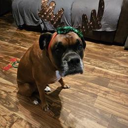 Boxer Stud Ryder Boah - Proven AKC and CKC Registered in Warren, mi