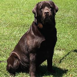 Chocolate Labrador Retriever Available for Free in Williamsburg, va