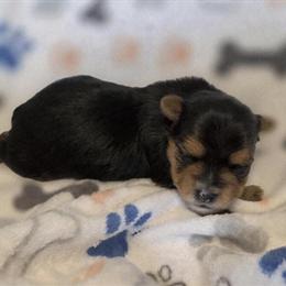 Yorkshire Terrier Puppies - AKC Registered in Clio, mi