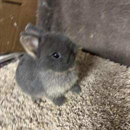Netherland Dwarf Rabbits - 8 Weeks Old, Blue Otter Color in Hanover, pa