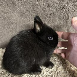 Netherland Dwarf Bunny - 8 Weeks Old, Black in Hanover, pa