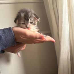 Maine Coon Kittens for Sale - 3 Female Kittens Available in Waverly, oh