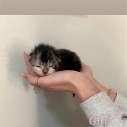 Maine Coon Kittens Available in Ohio in Waverly, oh