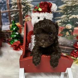 Havapoo Girls Ready for Adoption in Kalamazoo, mi