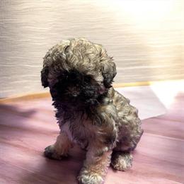 Havapoo Female Ready for Adoption in Kalamazoo, mi