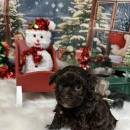 Havapoo Female Ready for Adoption in Kalamazoo, mi