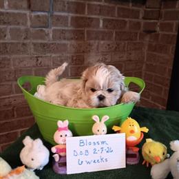 Shih Tzu Puppies Ready Between March 28 and April 4 in West Liberty, ky