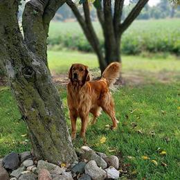 Golden Retriever Stud Services Available in Toledo, oh