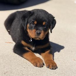 Rottweiler Male Puppy Available - AKC Registered in Knightdale, nc