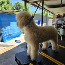 Male Poodle, 2 years old, CREAM color for $350 in Greer, sc