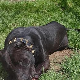 Presa Canario - All Black Male Puppies for $500 in Anniston, al