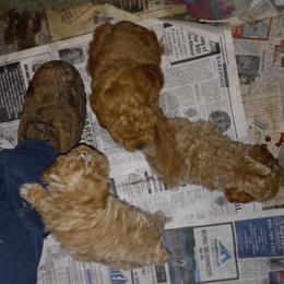 Toy Poodle Puppies Available in Van Lear, ky