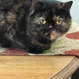 Female Persian Cat - Tortie, 1 Year Old, Needs Quiet Home in Scranton, pa
