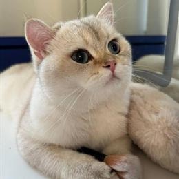 British Shaded Silver Kittens with Blue Eyes Available for Loving Homes in New York, ny