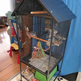 Lutino Male Cockatiel, 8 Months Old, Needs a New Home in Monroeville, oh