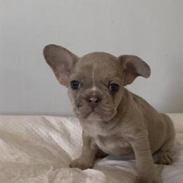 French Bulldog Female Merle for Adoption in Charlotte, nc