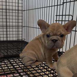 French Bulldog Female Available in Charlotte, nc