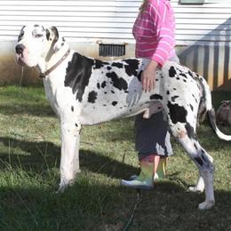 Champion Bred Stud Dog Bodacious Available in Byron, ga