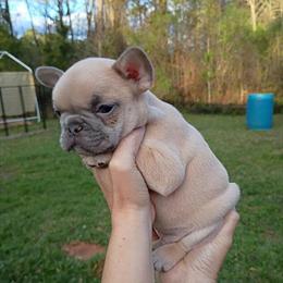 Bulldog Paco Jr Male Available - Nice Boy in Byron, ga