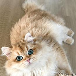 British Longhair Golden Girl for Adoption in Phoenix, az