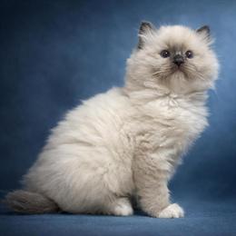 Ragdoll Kittens Available from Experienced Breeder in Minnesota in Saint Paul, mn