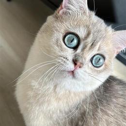 British Shorthair Girl with Aquamarine Eyes for Sale in Phoenix, az