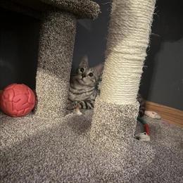 1 Year Old Silver Bengal Cat for Adoption in Orrville, oh