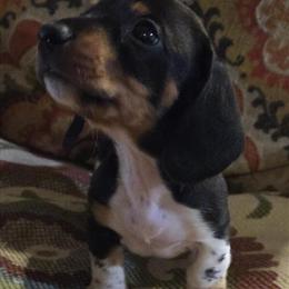 Miniature Dachshund Puppy Available in Carrollton, va