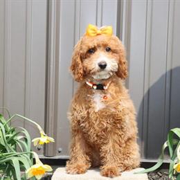 Goldendoodle puppies available in Goshen, in