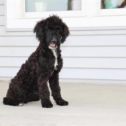Aussiedoodle Puppies Ready for New Homes in Goshen, in