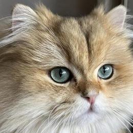 British Shorthair Cats Available from Closing Cattery in Phoenix, az