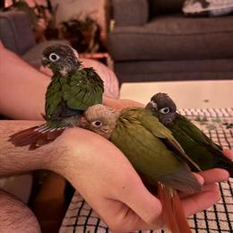 Baby Green-Cheek Conure Babies - Hand-Fed and Socialized in Berkeley, ca