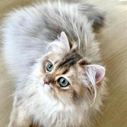 British Shorthair Male - 10 Months Old in Phoenix, az