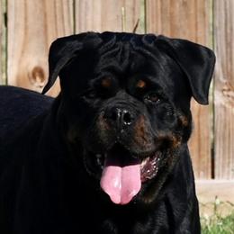 Rottweiler female, big boned and AKC registered in Houston, tx