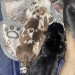 Bully Puppies Available with Shots and Registration in Redford, mi