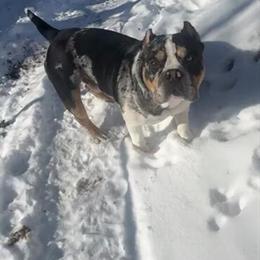 Merle Bully Puppies Available in Redford, mi