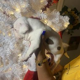 Pocket Bully Puppies Available in Michigan in Dearborn, mi