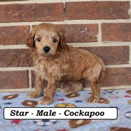 Mini Cockapoo Puppies Available in Clarkrange, tn