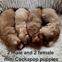 Mini Cockapoo Puppies - Sweet and Friendly in Clarkrange, tn