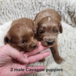 Cavapoo Puppies - Sweet and Friendly in Clarkrange, tn