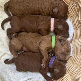 Mini Goldendoodle Puppies Available for Deposit in Saint Paul, mn